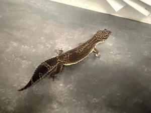 Leopardgecko verschidene BN