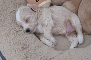 Maltipoo Welpe Rüde 