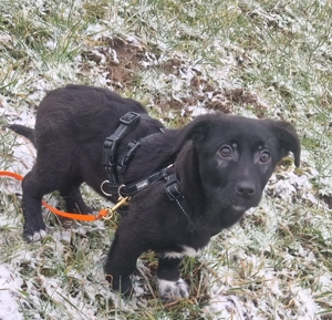 Welpe Gustl, wird ca 35 cm