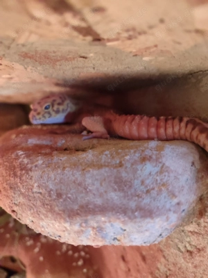 Männlicher Leopard Gecko 