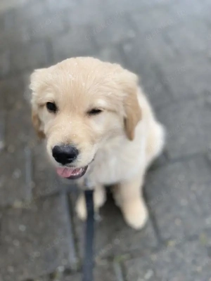 Golden-Retriever-Welpen suchen ein neues Zuhause