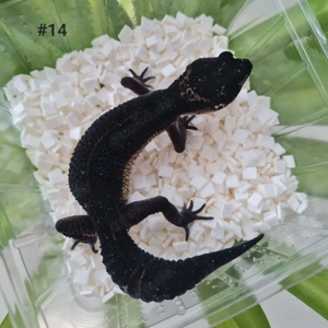Leopardgecko Black Night Weibchen 