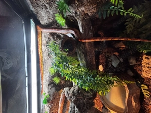 Kornnatter zu verkaufen (Geschlecht bin ich mir nicht ganz sicher )