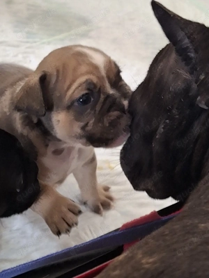 Französische Bulldogge teils Fluffy Bild 3