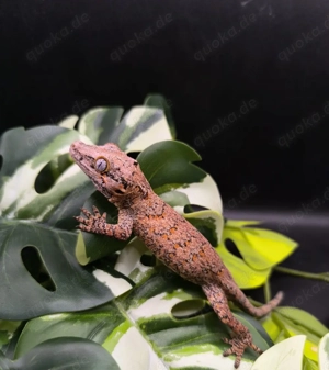 Rhacodactylus auriculatus  Höckerkopfegeckos 