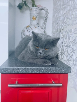 Erfahrener BKH Deckkater in Blue   Blutgruppe A   Deckerfahren & Sehr Lieb