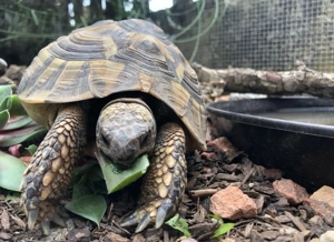 Griechische Landschildkröte ,Testudo hermanni hercegovinensis