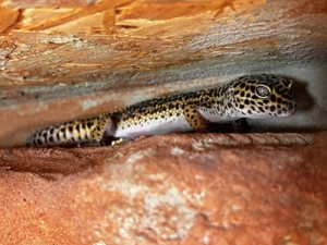 Weiblicher Leopard Gecko 