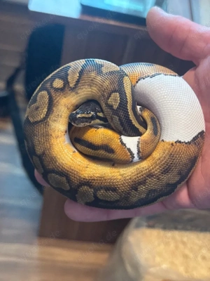 Piebald het. Albino 1.0 Königspython