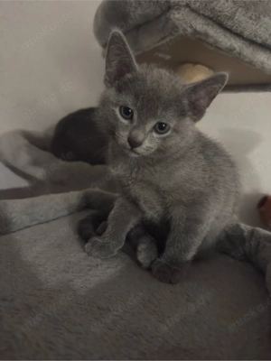 russische blau katze 