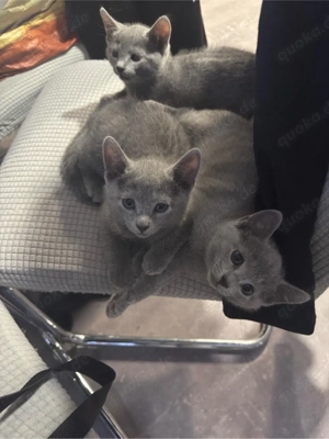 russische blau katze 