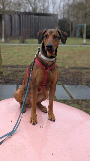 Smilo kluger Kopf mit viel Energie sucht ein erfahrenes Zuhause Bild 5
