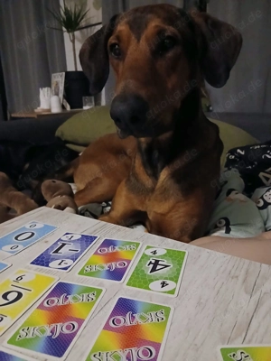 Smilo kluger Kopf mit viel Energie sucht ein erfahrenes Zuhause Bild 2