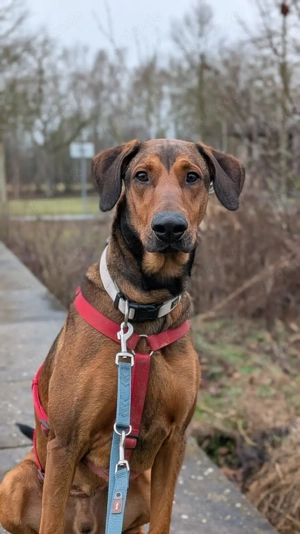 Smilo kluger Kopf mit viel Energie sucht ein erfahrenes Zuhause Bild 4