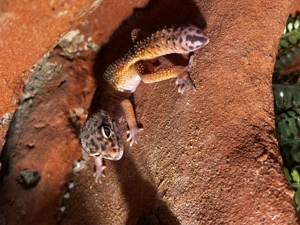 Männlicher Leopard Gecko aus eigener Zucht 