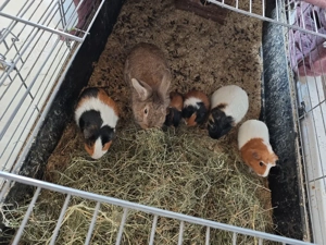5 Männliche Meerschweinchen+ Männliches Zwergkaninchen 