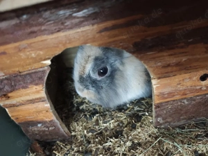 4 Weibliche Meerschweinchen plus Löwenkopf Männlich