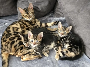 Wunderschöne Bengal Kitten   seltene Marble-Färbung