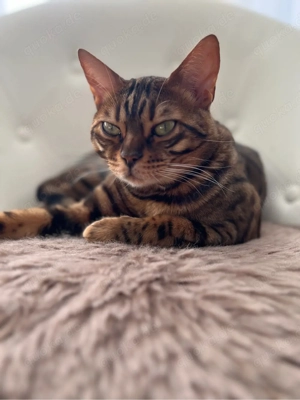 Bengalkater Katze 
