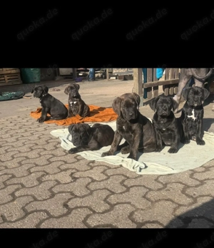  2 Zucker süße Welpen 1 Rüden & 1Hündin 