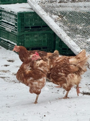 Verkaufe Suppenhühner und Legehenen