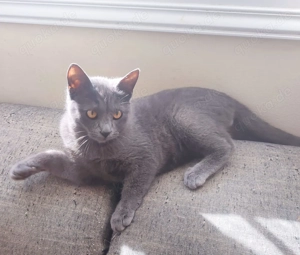 Kätzchen aus dem Tierschutz