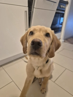 Labrador-Welpe sucht liebevolles Zuhause