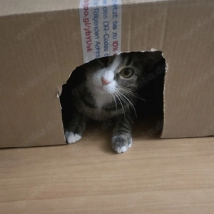 Katze Europäisch kurzhaar