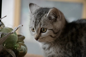 5 zuckersüße Katzenbabys