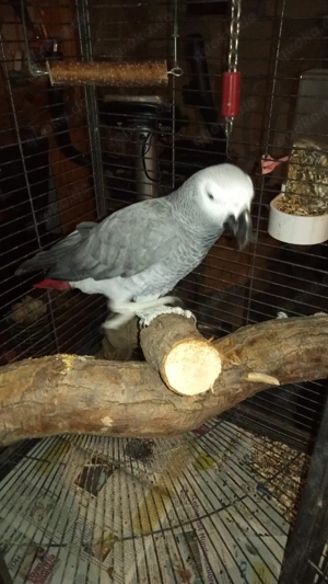 Graupapagei 
