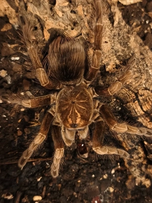 Spinnen Pamphobeteus spec.