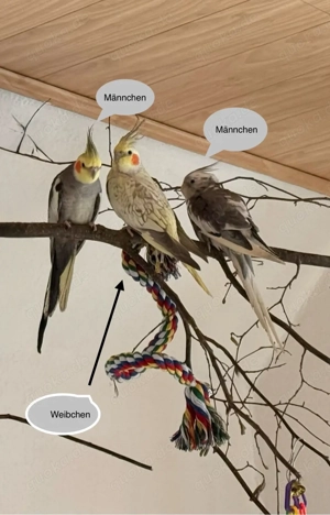 nymphensittiche abzugeben 