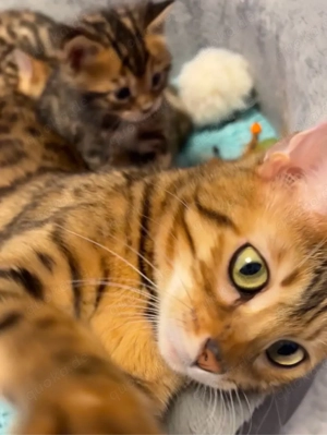 Reinrassige Bengal Katzen, Kitten