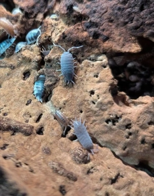 Panda-Asseln und Powder-Blue Asseln