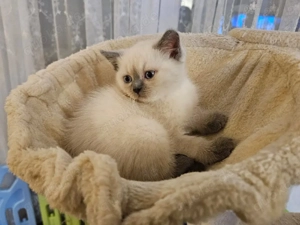 Verspielte Samtpfoten suchen ein liebevolles neues Zuhause 