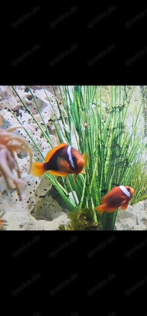 Schwarzflossen Anemonenfisch