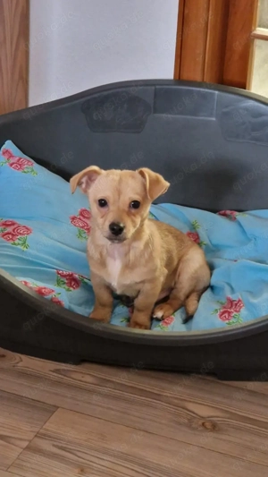 kleiner Rüde sucht ein Zuhause 