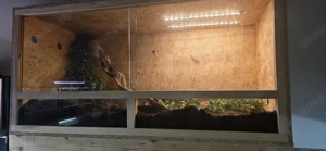 Terrarium mit Köpy Weibchen 