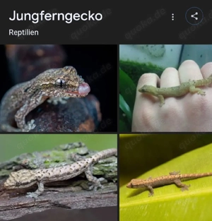 suche Jungferngeckos