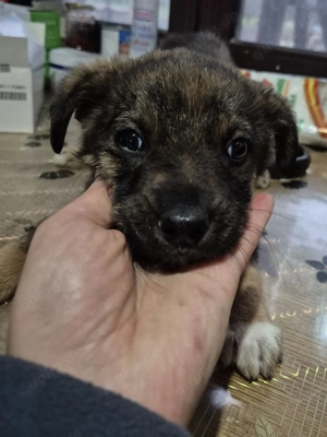 Welpenrüde Olaf sucht sein Zuhause