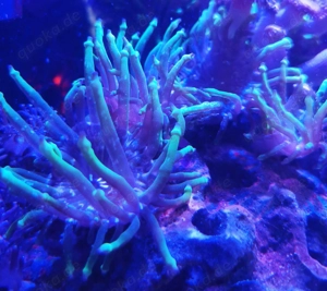 Cribrinopsis crassa Bild 2