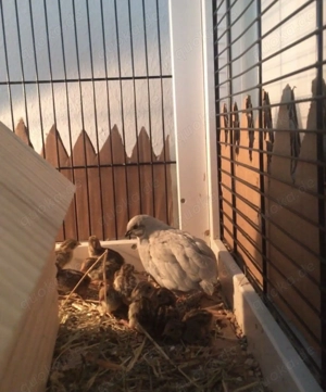 Chinesische Zwergwachtel, blutsfremde Paare abzugeben