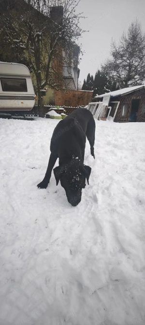 Appenzeller Labrador mix  Bild 2