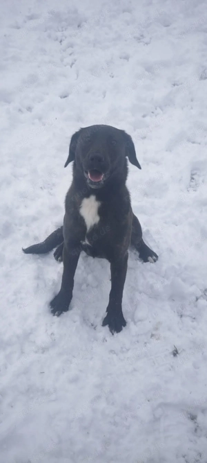 Appenzeller Labrador mix  Bild 3