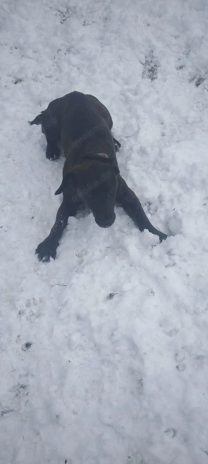 Appenzeller Labrador mix  Bild 4