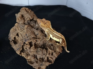 1.0 Kronengecko Lily White 