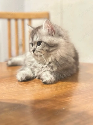 Süßer 2 Monate alter Kater (männlich) sucht ein sicheres Zuhause