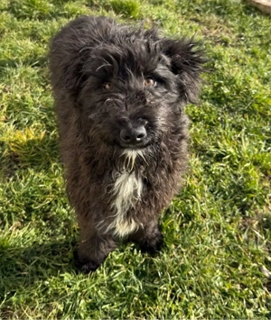 Nova Scotia Duck Tolling Retriver x Pudel 