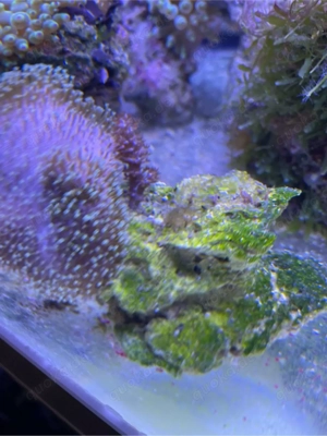 pilslederkoralle grün 