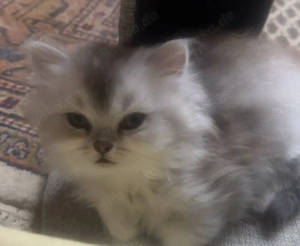 Wunderschönes 2 Monate altes Kätzchen (weiblich) sucht ein liebevolles Zuhause